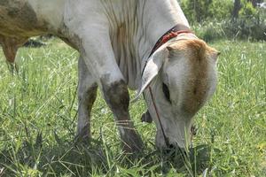 vacas blancas que son sacrificadas en los campos tropicales las vacas están comiendo hierba. foto