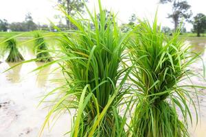 Rice seedlings are placed in the fields to be planted in the farmland. photo