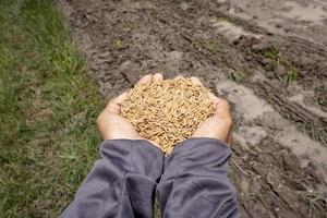 semillas de arroz en manos de agricultores tailandeses preparan miles de semillas para plantar. foto