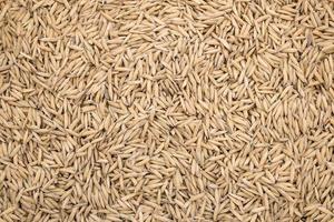 Dried Paddy Seeds Yellow Plant Seeds Nature background Thousands of seeds photo