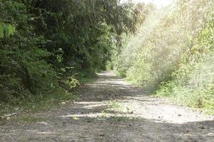 el camino en el bosque natural está desierto, el camino es áspero. suciedad en un día soleado foto