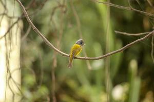 A Grey Headed Flycatcher perched on the branch of a tree photo