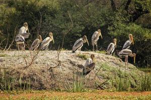 un grupo de cigüeñas pintadas en el parque nacional keoladeo en bharatpur en rajasthan, india foto