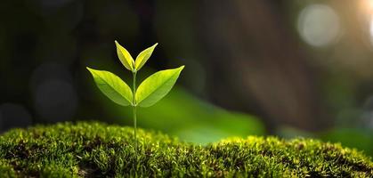 Small tree growing with sunshine in garden. eco concept photo