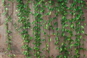 ivy plant on wall background photo