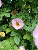 blooming wild rose with a bee photo