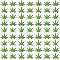 Marijuana seamless pattern vector. Light green cannabis leaf floral texture design. vector