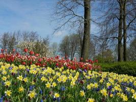 Tulips in the netherlands photo