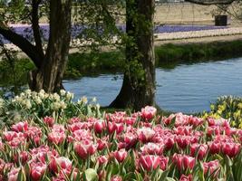 spring time in the netherlands photo