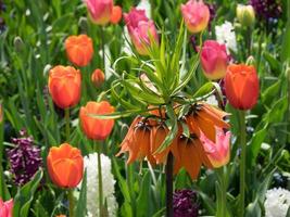 spring time in the netherlands photo