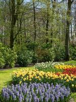 many tulips in the netherlands photo