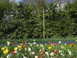 muchos tulipanes en los países bajos foto