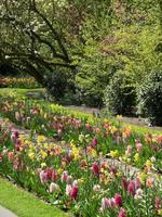 spring time in the netherlands photo