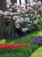 many tulips in the netherlands photo