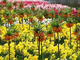 many tulips in the netherlands photo