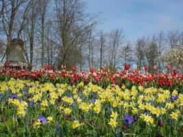 tulipanes en los países bajos foto