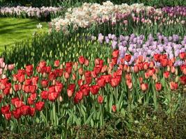 many tulips in the netherlands photo