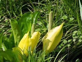 spring time in the netherlands photo