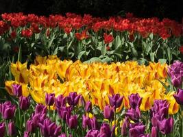 Flowers in Holland photo