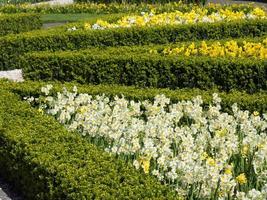 spring time in the netherlands photo