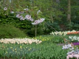 many tulips in the netherlands photo