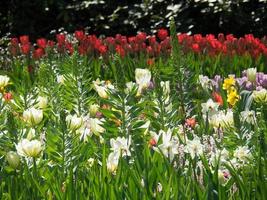 many tulips in the netherlands photo