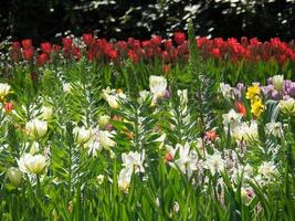 many tulips in the netherlands photo