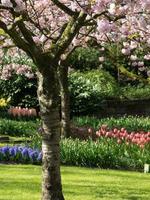 tiempo de primavera en los países bajos foto