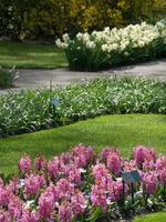 many tulips in the netherlands photo