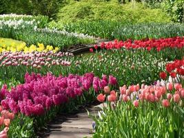 spring time in the netherlands photo