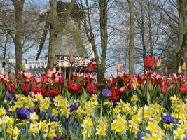 Tulips in the netherlands photo