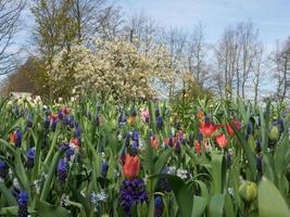 tulipanes en los países bajos foto