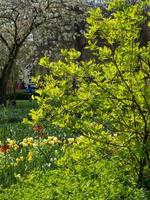 many tulips in the netherlands photo