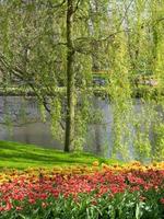 many tulips in the netherlands photo