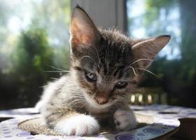 belleville, il 2022- el gatito soñoliento contempla la luz de la tarde foto