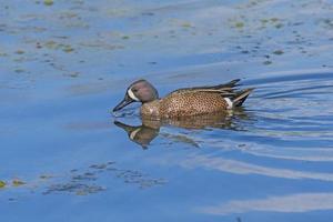 Blue Winged Teal Swimming in a Wetland Pond photo