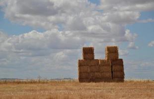 Straw bales in the field photo