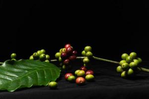 foto de tallos de plantas de café y granos de café originales frescos sobre fondo negro. perfecto para los elementos de diseño de baristas, cafeterías e industria del café.