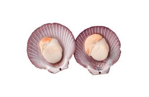 Top view of 2 raw scallops isolated on a white background, close up of fresh scallops peeled. photo