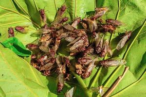 un gran grupo de cigarras extendiendo sus alas y pululando sobre las hojas. foto