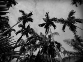 árboles de nuez de betel en blanco y negro hermosa foto de fondo de la naturaleza,