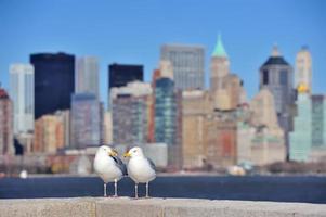 gaviota con el horizonte de la ciudad de nueva york foto