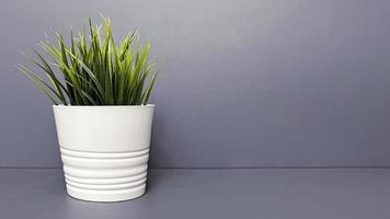 potted flower. green potted grass on a gray background, space for text. plant in the interior photo