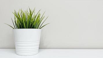 grass in a white pot. grow greens. plant in a container on a light background, space for text. ecology and nature photo