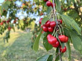 cherry tree fruit. summer harvest. summer garden photo