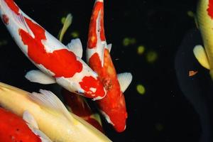 Koi fish and goldfish swimming in a pond with a fountain photo