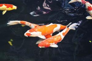 Koi fish and goldfish swimming in a pond with a fountain photo