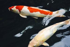 Koi fish and goldfish swimming in a pond with a fountain photo