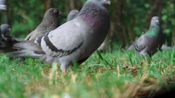 vista de ángulo bajo de las palomas comen pan o comida en la hierba. primer plano de la paloma de carreras de velocidad en el parque video