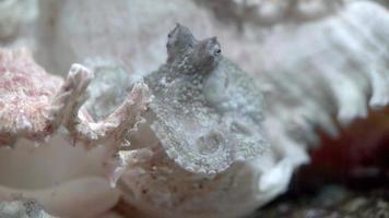 Close up of octopus vulgaris on the murex shell.